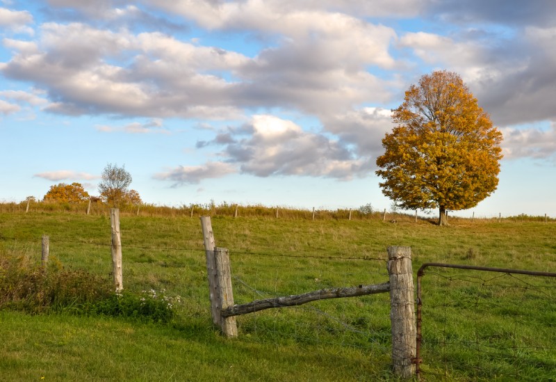 Open field with a tree and fence